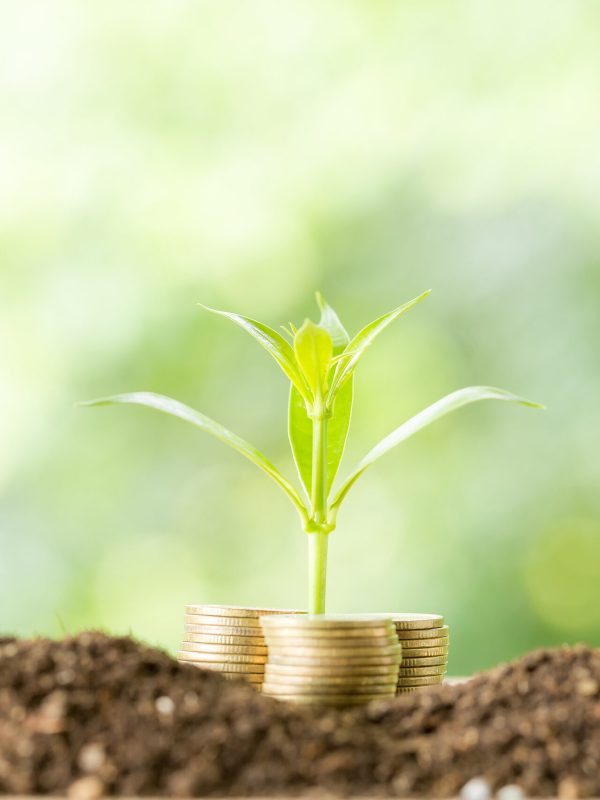 Planting trees on a coin pile with sunlight to save money, saving and investment ideas or future financial planning, ideas for business, innovation, growth and money.